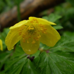 Photographie n°146830 du taxon Anemone ranunculoides L. [1753]