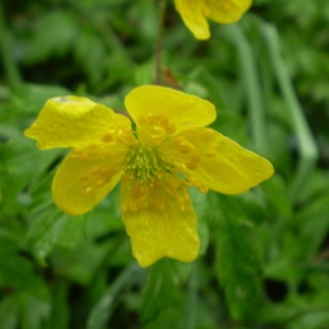 Photographie n°146834 du taxon Anemone ranunculoides L. [1753]