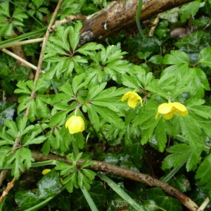 Photographie n°146835 du taxon Anemone ranunculoides L. [1753]