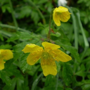 Photographie n°146836 du taxon Anemone ranunculoides L. [1753]