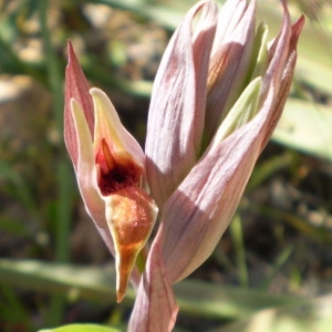  - Serapias nurrica Corrias [1982]