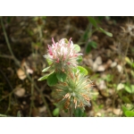 Trifolium hirtum All. (Trèfle hérissé)