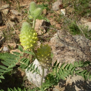 Photographie n°146853 du taxon Astragalus alopecurus Pall. [1800]