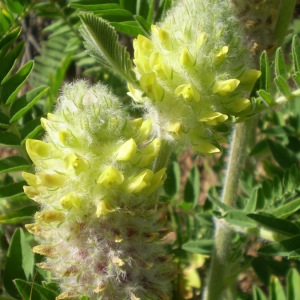 Photographie n°146855 du taxon Astragalus alopecurus Pall. [1800]