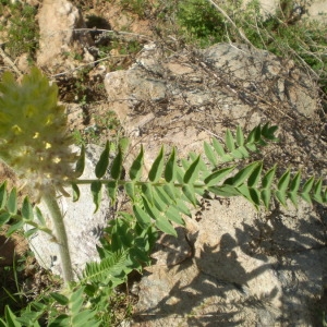 Photographie n°146856 du taxon Astragalus alopecurus Pall. [1800]