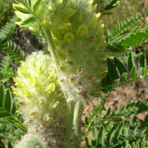 Photographie n°146859 du taxon Astragalus alopecurus Pall. [1800]