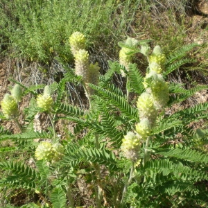 Photographie n°146861 du taxon Astragalus alopecurus Pall. [1800]