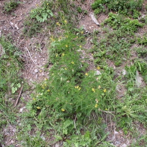 Photographie n°146869 du taxon Astragalus penduliflorus Lam. [1779]