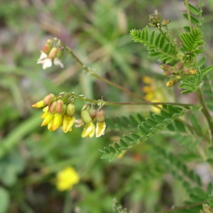 Photographie n°146870 du taxon Astragalus penduliflorus Lam. [1779]