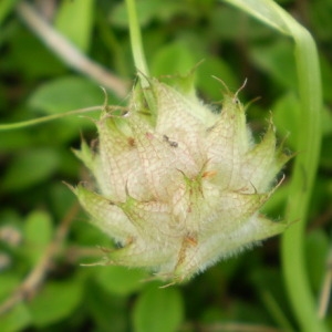Photographie n°146874 du taxon Trifolium resupinatum L. [1753]