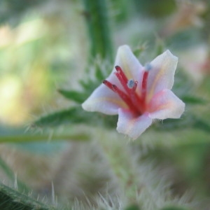 Photographie n°146880 du taxon Echium asperrimum Lam. [1792]