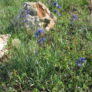 Photographie n°146891 du taxon Anchusa officinalis L. [1753]