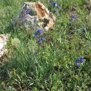 Photographie n°146892 du taxon Anchusa officinalis L. [1753]