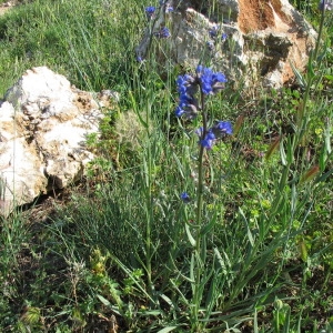 Photographie n°146894 du taxon Anchusa officinalis L. [1753]