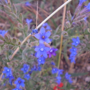 Photographie n°146896 du taxon Anchusa officinalis L. [1753]