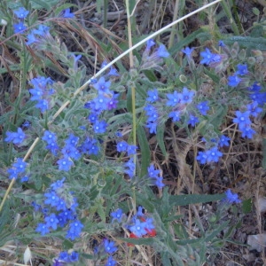 Photographie n°146897 du taxon Anchusa officinalis L. [1753]