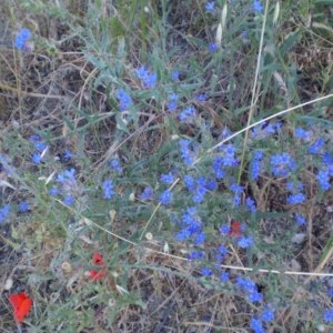 Photographie n°146898 du taxon Anchusa officinalis L. [1753]