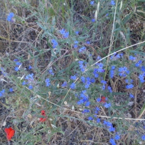 Photographie n°146899 du taxon Anchusa officinalis L. [1753]