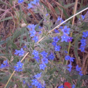 Photographie n°146900 du taxon Anchusa officinalis L. [1753]
