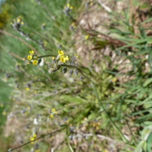 Photographie n°146906 du taxon Myosotis balbisiana Jord. [1852]