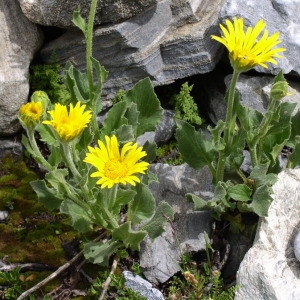 Photographie n°146919 du taxon Doronicum grandiflorum Lam. [1786]