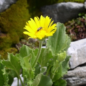 Photographie n°146921 du taxon Doronicum grandiflorum Lam. [1786]