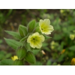 Nonea lutea (Desr.) DC. (Yellow Nonea)