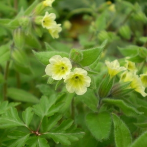  - Nonea lutea (Desr.) DC. [1846]