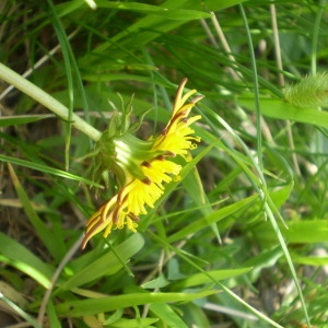 Photographie n°146939 du taxon Taraxacum mattmarkense Soest [1959]