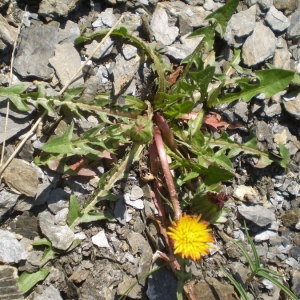 Photographie n°146941 du taxon Taraxacum mattmarkense Soest [1959]