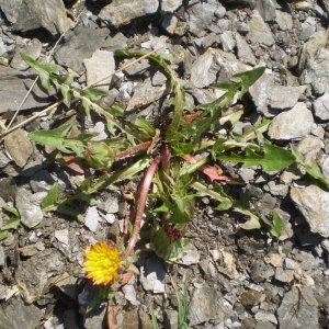 Photographie n°146943 du taxon Taraxacum mattmarkense Soest [1959]