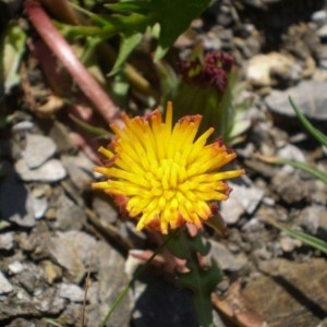 Photographie n°146945 du taxon Taraxacum mattmarkense Soest [1959]