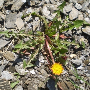 Photographie n°146948 du taxon Taraxacum mattmarkense Soest [1959]