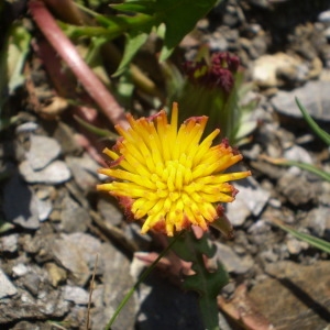 Photographie n°146952 du taxon Taraxacum mattmarkense Soest [1959]