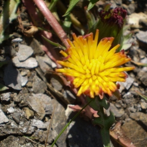 Photographie n°146954 du taxon Taraxacum mattmarkense Soest [1959]