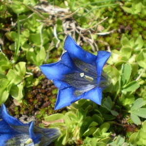 Photographie n°146964 du taxon Gentiana alpina Vill. [1779]