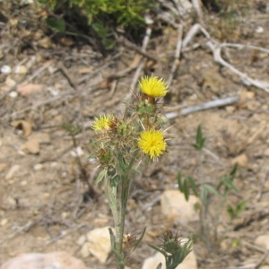 Photographie n°146970 du taxon Centaurea melitensis L. [1753]