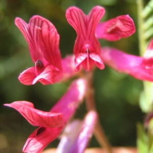 Photographie n°146972 du taxon Vicia benghalensis L. [1753]