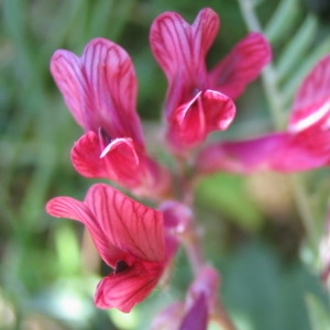  - Vicia benghalensis L. [1753]