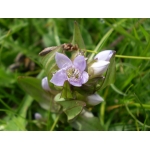 Gentianella ramosa (Hegetschw.) Holub (Gentiane ramifiée)