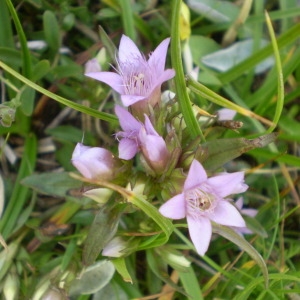 Photographie n°146982 du taxon Gentianella ramosa (Hegetschw.) Holub [1967]