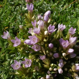 Photographie n°146984 du taxon Gentianella ramosa (Hegetschw.) Holub [1967]