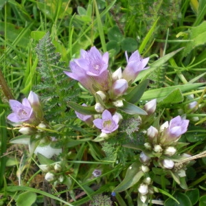 Photographie n°146985 du taxon Gentianella ramosa (Hegetschw.) Holub [1967]