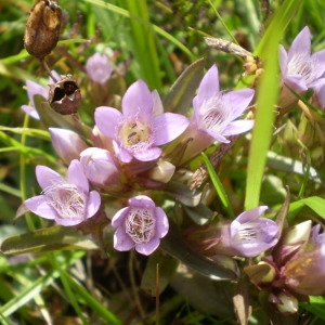 Photographie n°146986 du taxon Gentianella ramosa (Hegetschw.) Holub [1967]