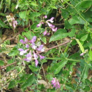 Photographie n°147000 du taxon Vicia altissima Desf. [1799]