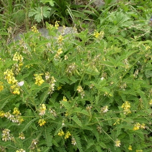 Photographie n°147004 du taxon Astragalus penduliflorus Lam. [1779]