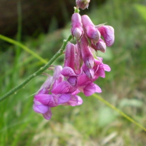  - Lathyrus venetus (Mill.) Wohlf. [1892]