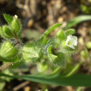  - Nonea echioides (L.) Roem. & Schult. [1819]