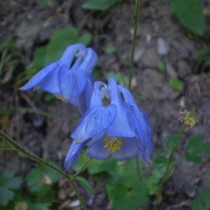  - Aquilegia bertolonii Schott [1853]