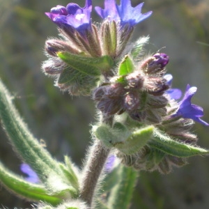 Photographie n°147039 du taxon Anchusa officinalis L. [1753]